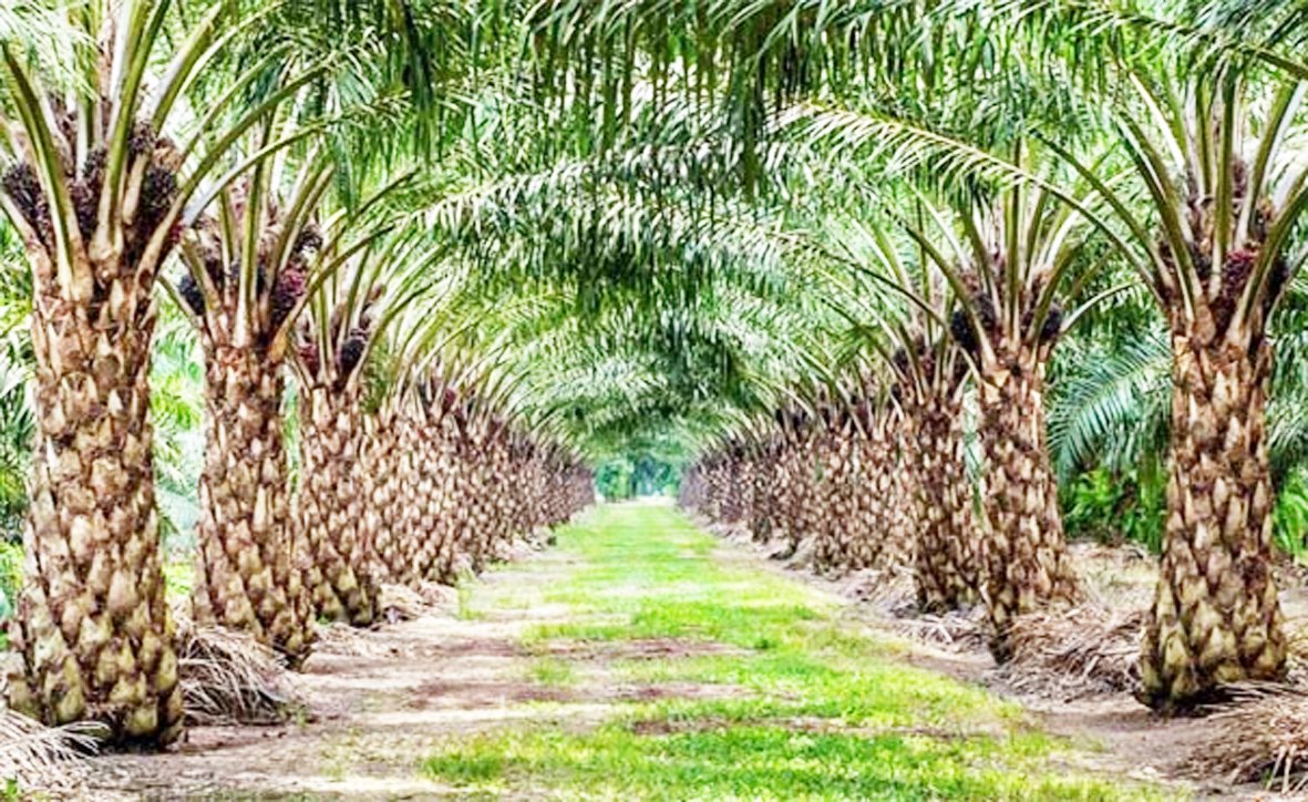 ऑयल पाम खेती को बढ़ावा देने सरकार का बड़ा कदम, किसानों को प्रशिक्षण और एक्सपोजल विजिट