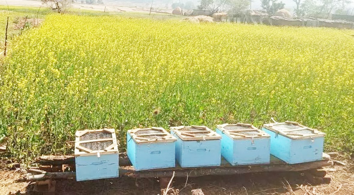 मधुमक्खी पालन से स्व-सहायता समूह की आय में वृद्धि
