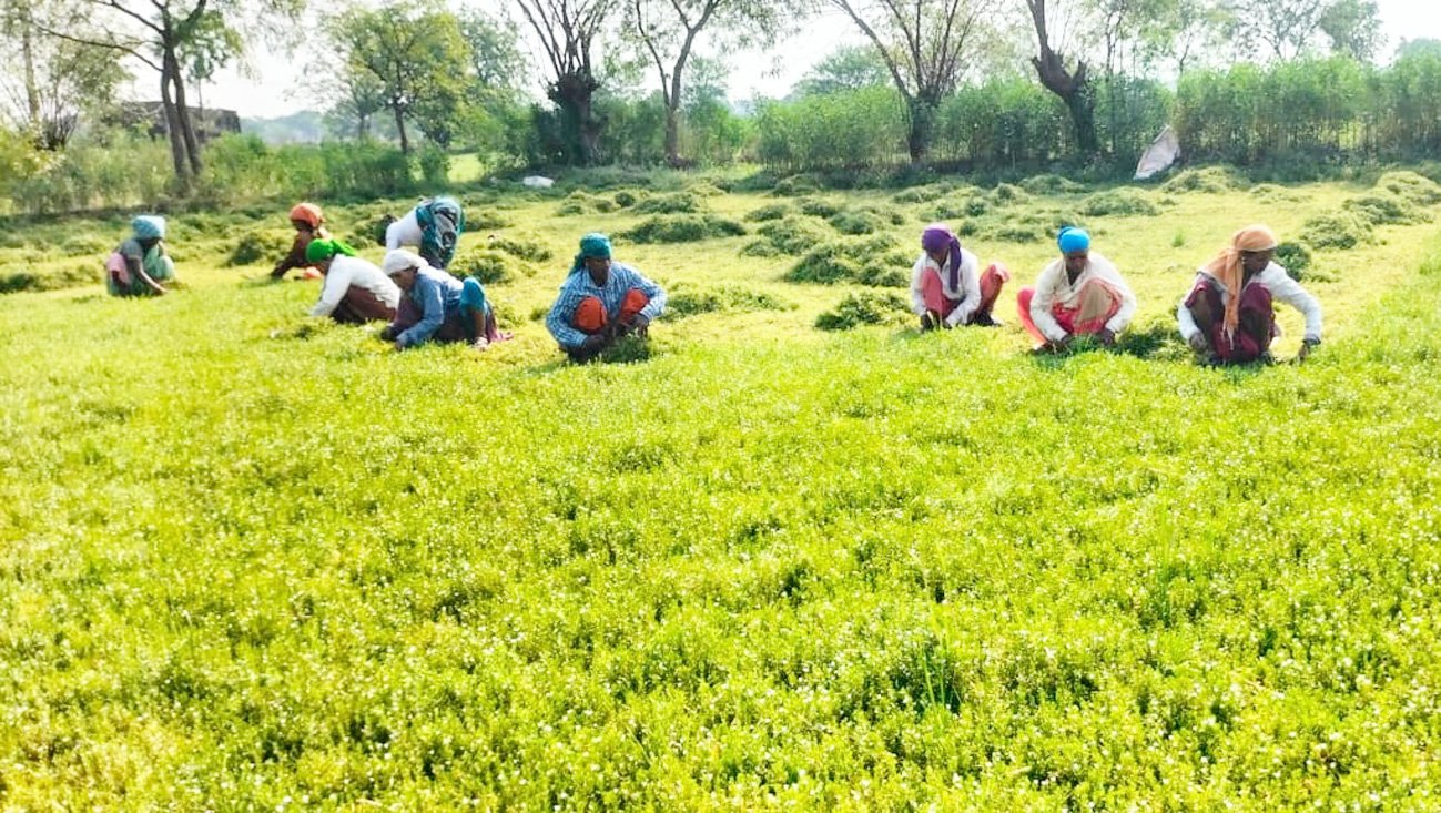 धान से ब्राम्ही तक : कम लागत में अधिक लाभ की ओर अग्रसर किसान