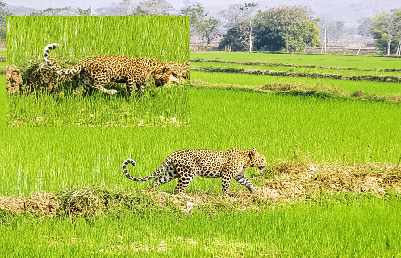 मां से बिछड़कर खेत में पहुंचा चार माह का तेंदुए का शावक