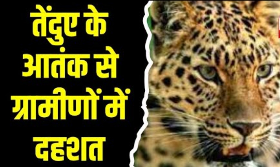     लखीमपुर खीरी में तेंदुए का आतंक: मासूम की मौत पर भड़के लोग                                        