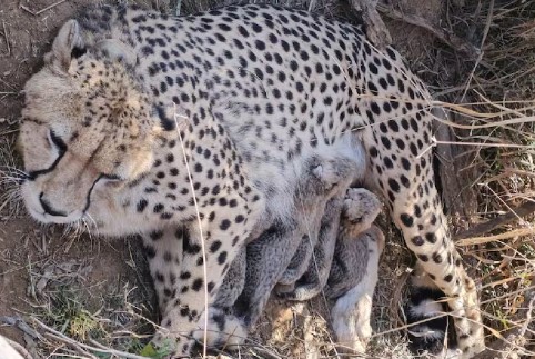 कूनो नेशनल पार्क में चीता ज्वाला ने 5 शावकों को जन्म दिया, भारत में चीतों की संख्या बढ़कर 53 हुई