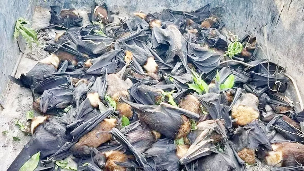 पाली में चमगादड़ों की मौत का कारण बीमारी नहीं, वन विभाग ने बताया गर्मी