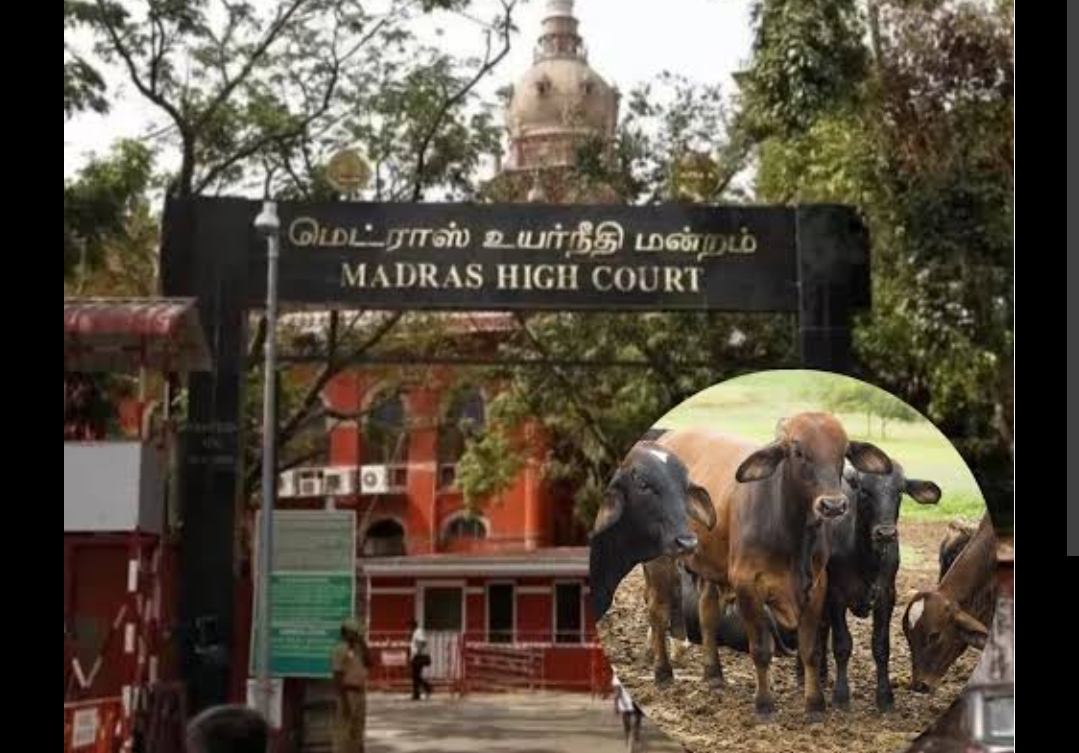 मद्रास हाई कोर्ट का ऐतिहासिक फैसला: तमिलनाडु में गाय-बछड़ों की हत्या पर पूर्ण प्रतिबंध