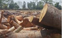 मरवाही वनमंडल की बड़ी कार्रवाई, भारी मात्रा में अवैध साल लकड़ी जब्त