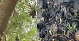 कोरबा में गर्मी से 200 चमगादड़ों की मौत