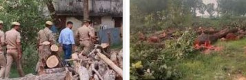 वनों में पेड़ कटाई की कराई गई जांच, दोषियों पर होगी कार्रवाई
