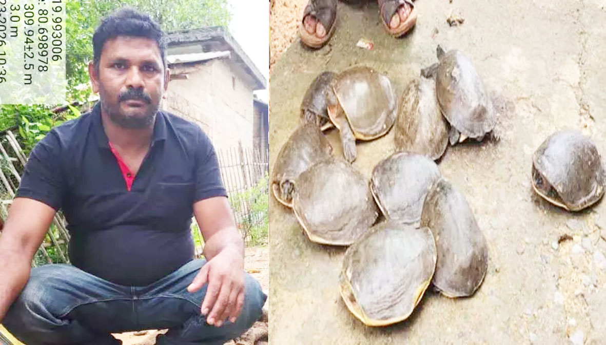 बाजार में कछुआ की बिक्री, 11 जीवित कछुओं के साथ आरोपी को गिरफ्तार