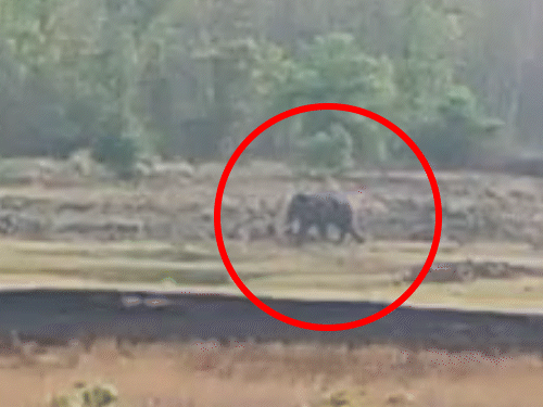 बलौदाबाजार में हाथियों की दस्तक, गांवों के करीब पहुंचा झुंड