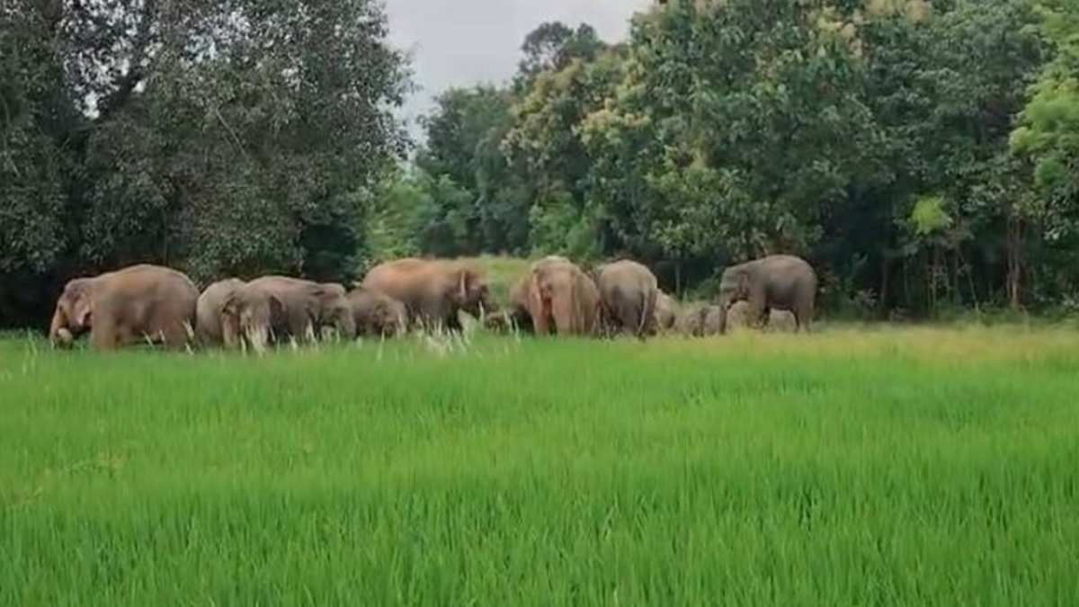 CG News: धरमजयगढ़ में 124 हाथियों का डेरा, तीन दिन में 6 मकान और 83 किसानों की फसलें बर्बाद