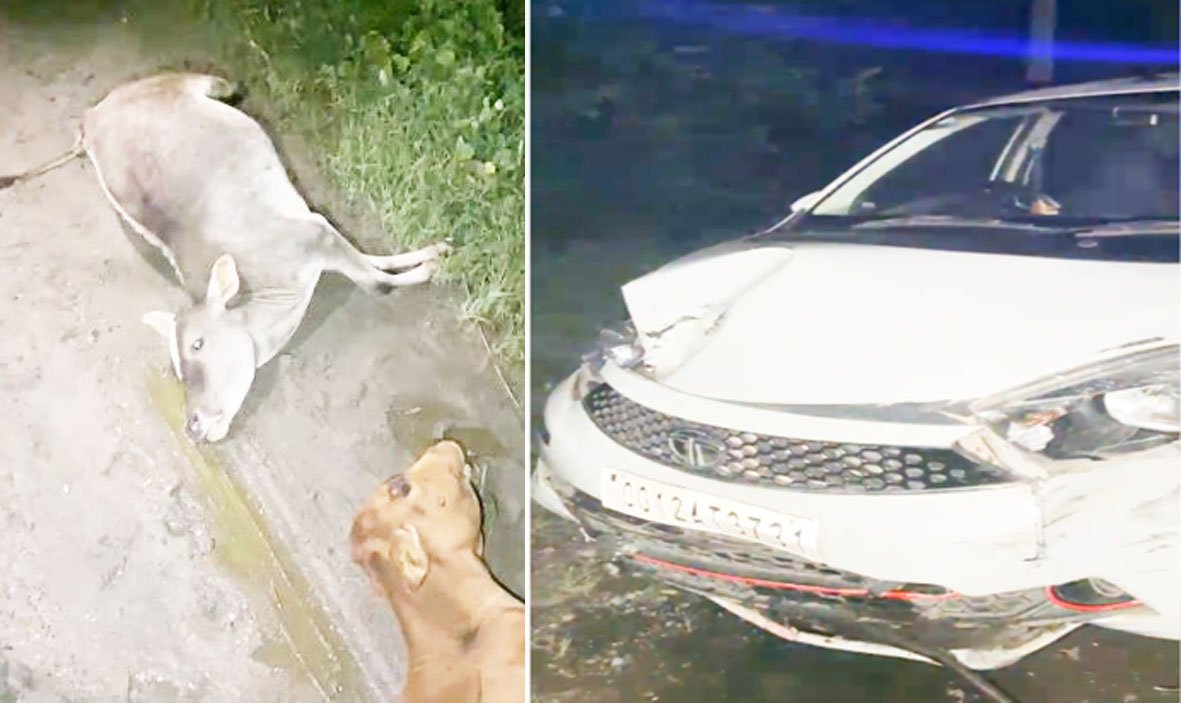 नशे में धुत्त कार चालक ने 4 मवेशियों को मारी टक्कर, तीन की मौत