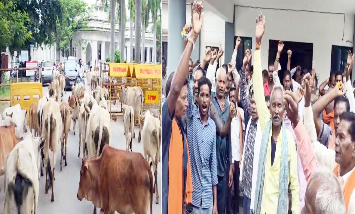 आवारा मवेशियों से त्रस्त किसान : कलेक्ट्रेट पहुंचे पशु, कोरबा में SDM कार्यालय में सौंपा ज्ञापन