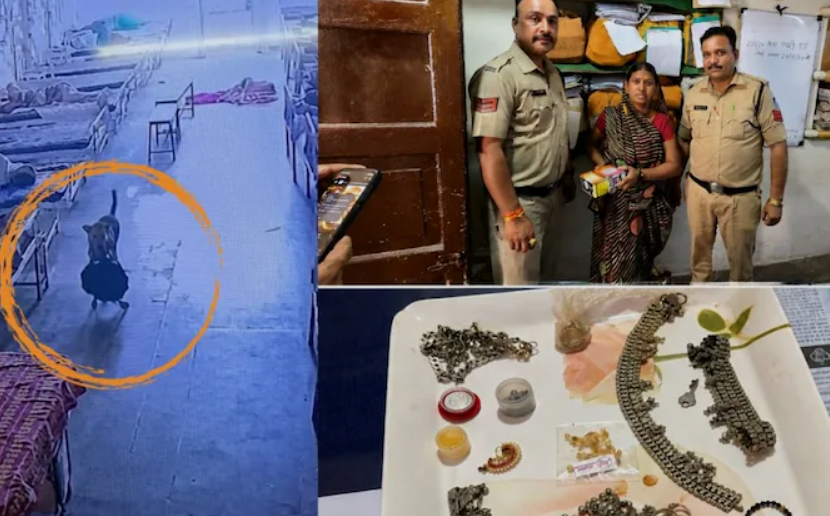 CCTV में दिखा अनोखा चोर! मुंह में बैग दबाकर ले गया कुत्ता