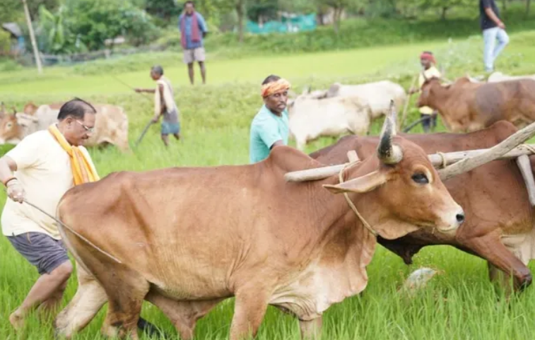 बगिया के खेत में उतरे CM साय, बैलों संग चलाया हल; ताजा हुईं खेती-किसानी की पुरानी यादें
