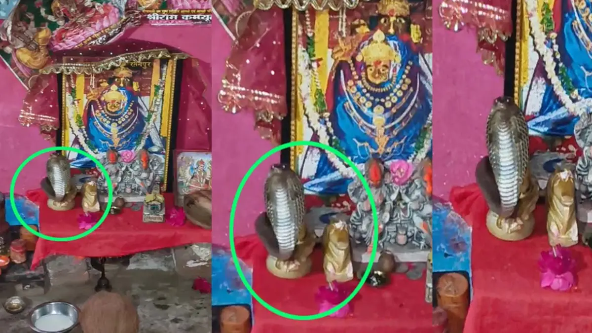 शिवलिंग के पास फन फैलाए बैठा नाग, मंदिर में उमड़ी ग्रामीणों की भीड़; आस्था के साथ दिखी सावधानी