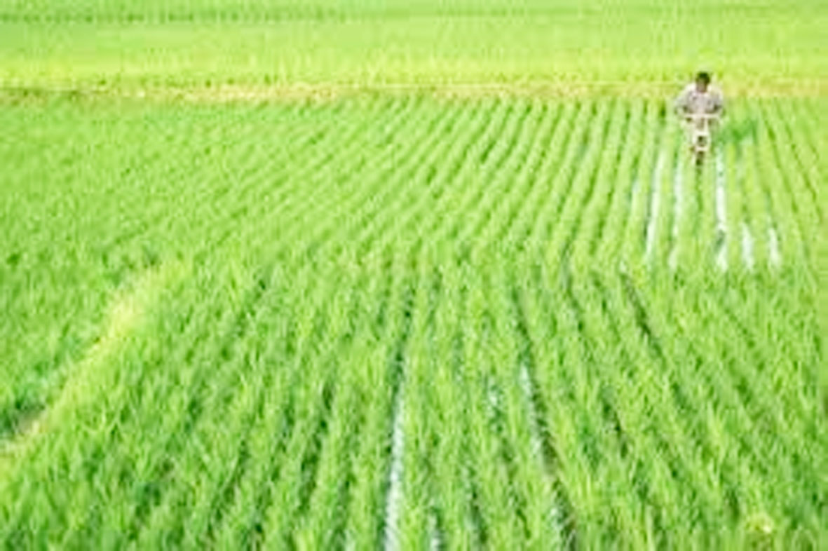 चालू खरीफ सीजन में हुई पर्याप्त बारिश, राज्य में अच्छे फसल के आसार