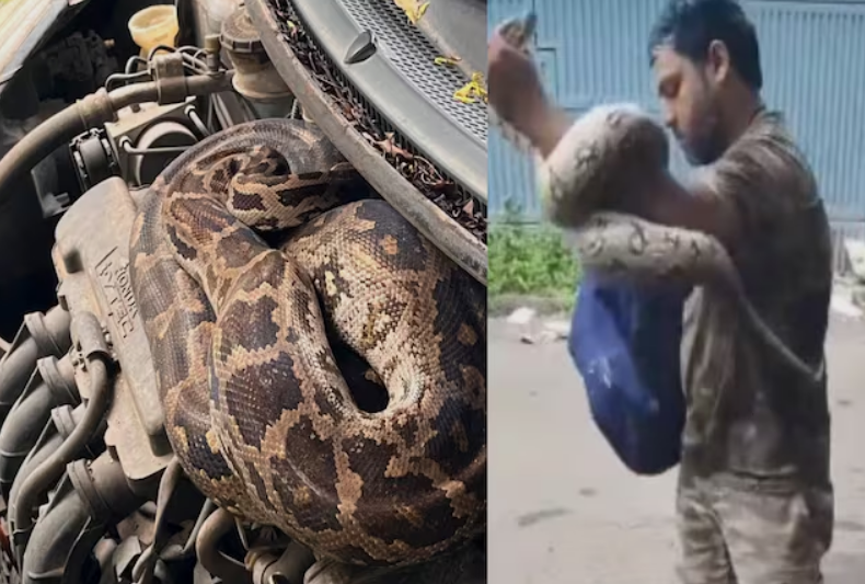 बोनट खोलते ही सामने आया 7 फीट लंबा अजगर, देखते ही मची चीख-पुकार