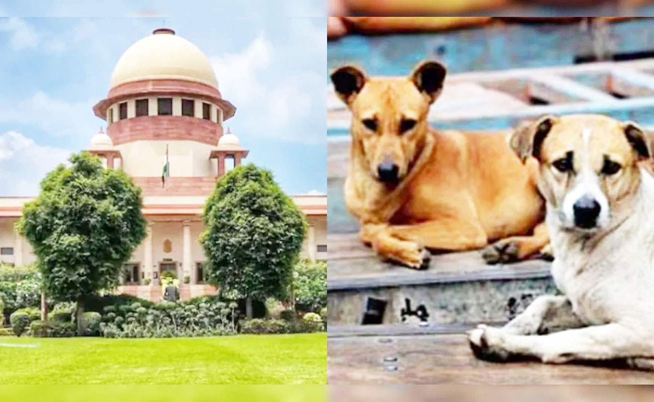 सुप्रीम कोर्ट ने आवारा कुत्तों के मामले में राज्यों की चुप्पी पर जताई नाराजगी