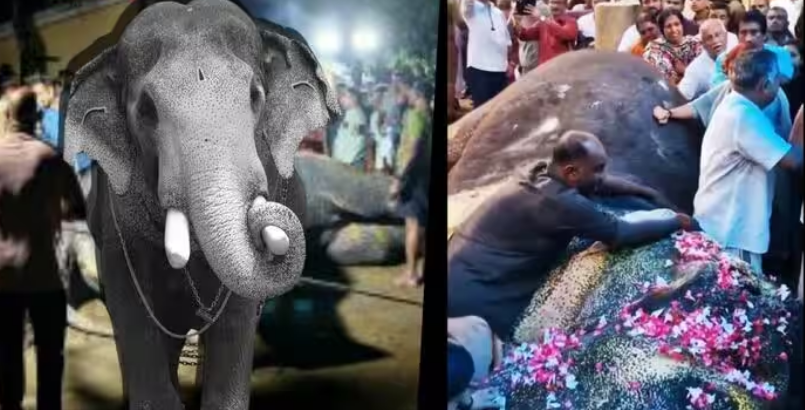 हाथी की अंतिम विदाई ने नम की आंखें, हजारों लोगों ने दी ब्रह्मदत्तन को श्रद्धांजलि