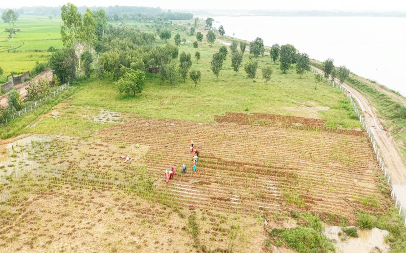 खस की खेती ने दिया आजीविका का नया रास्ता, कम लागत में अधिक लाभ         
