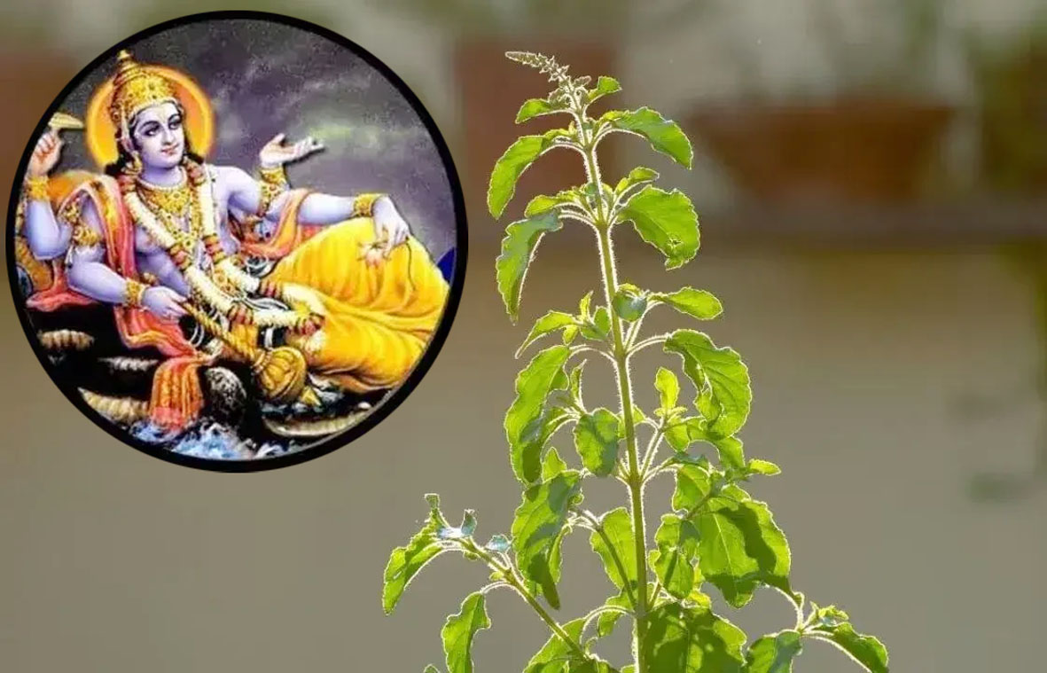 मोक्षदा एकादशी पर रखें तुलसी से जुड़ी इन बातों का ध्यान, वरना नहीं मिलेगा व्रत का पूरा फल