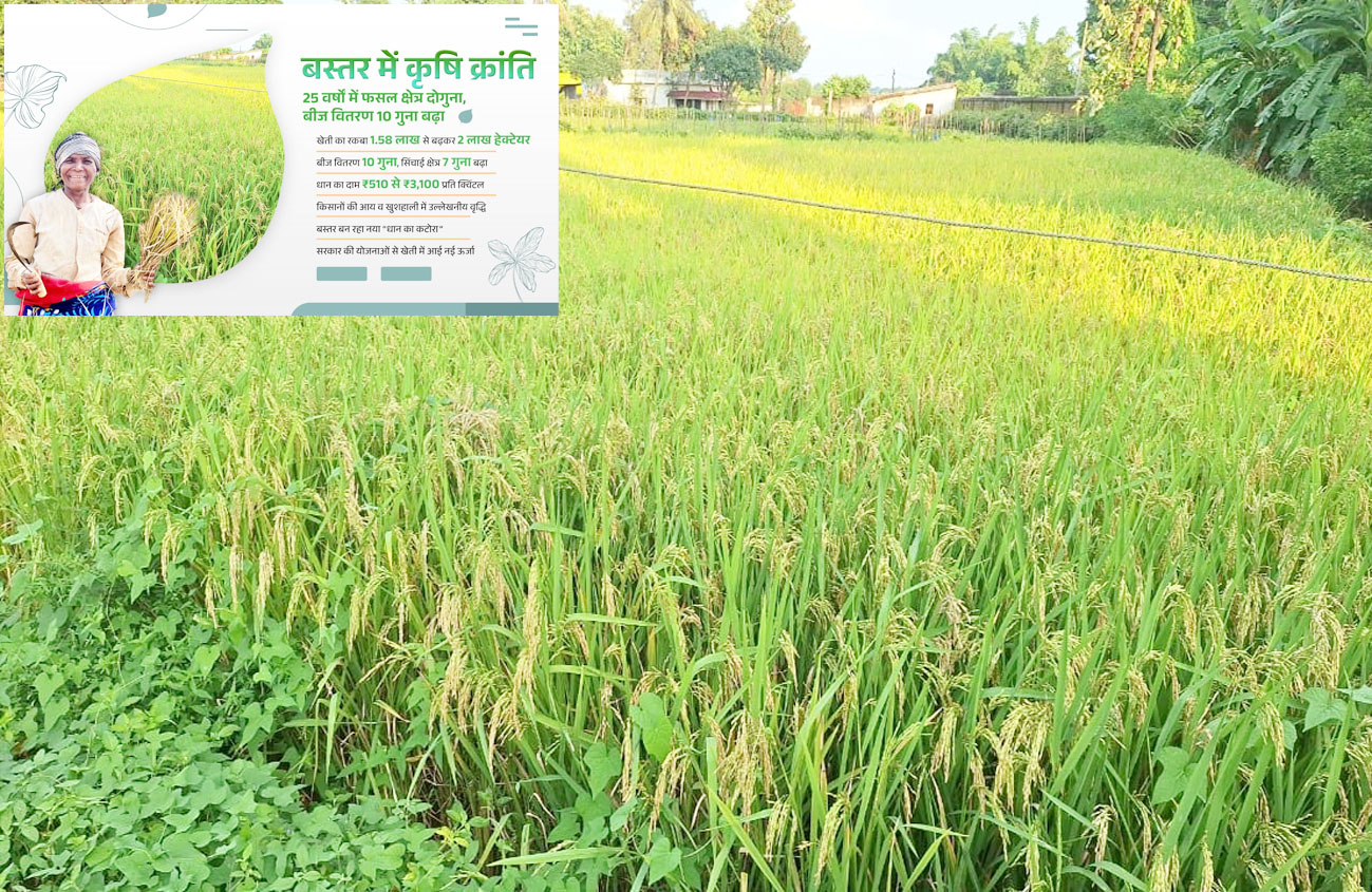 बस्तर में कृषि क्रांति : 25 वर्षों में फसल क्षेत्र दोगुना, बीज वितरण में 10 गुना वृद्धि