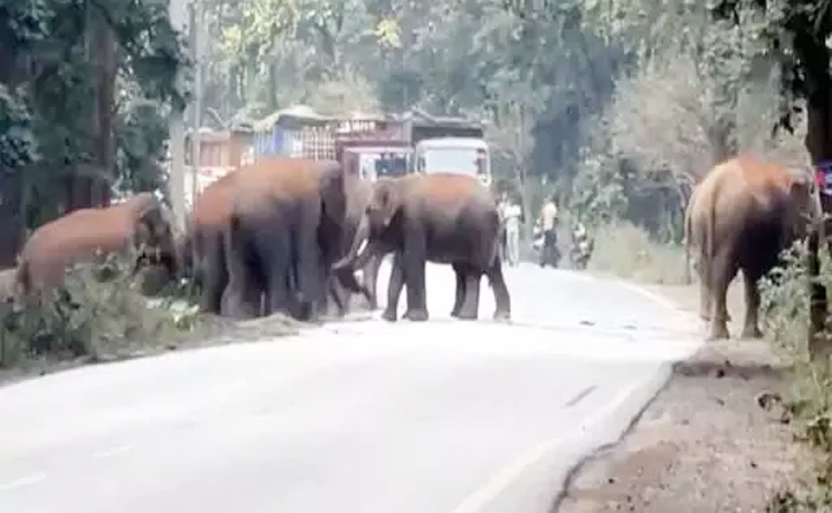 जंगल से निकलकर रोड पर पहुंचे 25 हाथी, कई गांवों में अलर्ट