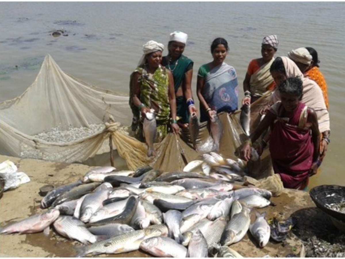  छत्तीसगढ़ में मछली पालन को मिला कृषि का दर्जा