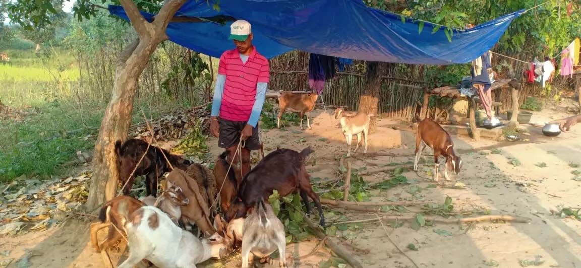  प्रशिक्षण पाकर कृष्णा कुमार को बकरीपालन के काम में मिला फायदा