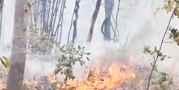 कांगेर घाटी में लगी आग, वन विभाग के कर्मचारी मौके पर
