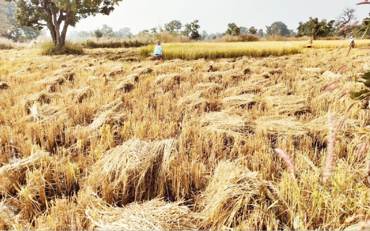 धान बेचने किसानों में उत्साह, कटाई जारी, अच्छी फसल से खुश है किसान