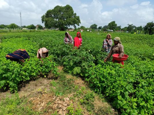  स्वसहायता समूह की महिलाएं सब्जी उत्पादन कर बढ़ा रही है अपनी आमदनी