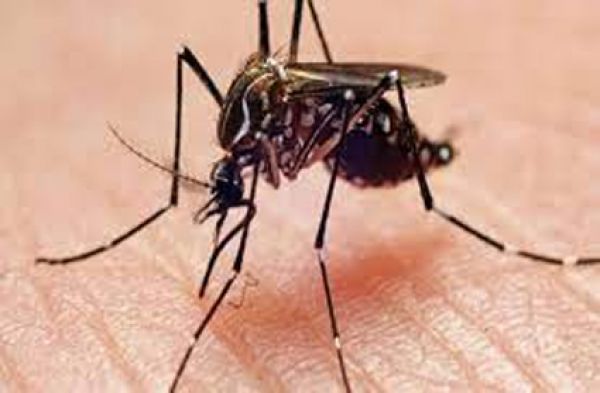 साफ-सफाई का रखें ध्यान, मच्छरों को पनपने से रोकें, डेंगू से बचें
