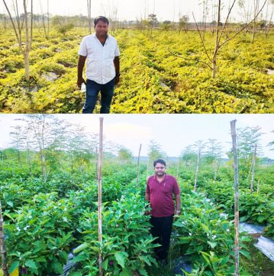किसान कुंवर सिंह बैंगन, टमाटर की खेती से साल में 25 लाख रूपए का शुद्ध मुनाफा कमा रहे