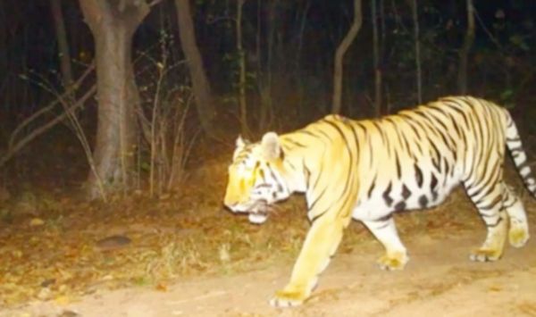 बारनवापारा में दिखा बाघ, 7 गांव में धारा 144 लागू, सुरक्षा अलर्ट
