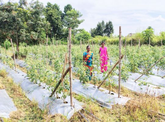 टमाटर, मिर्च लगाकर ग्राम झोडि़याबाड़म की दीदियां बदल रही है अपनी जिंदगी की तस्वीर