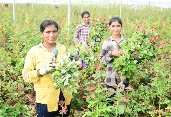 गोविन्द के रंग-बिरंगे गुलाबों की प्रदेश सहित अन्य राज्यों में बिखर रही खुशबू