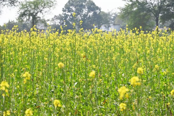 धमतरी बना जल संरक्षण का रोल मॉडल