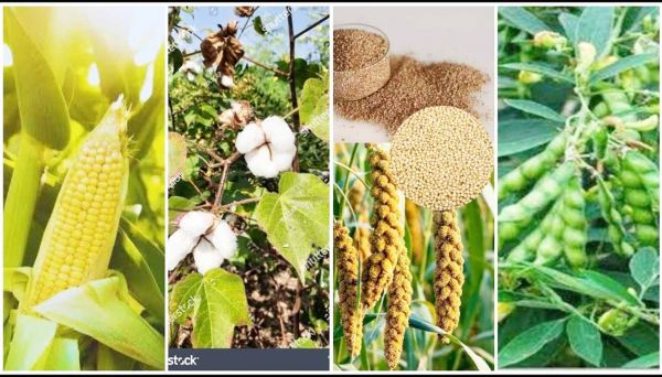 दलहन, तिलहन, मक्का, कोदो, कुटकी, रागी एवं कपास की फसल लेने वालों को भी मिलेगा कृषक उन्नति योजना का लाभ