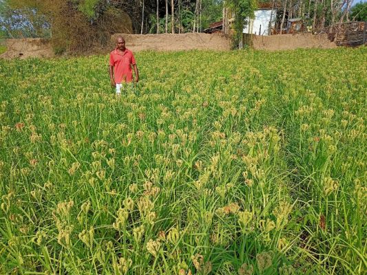 रायपुर : वनांचल के किसान कर रहे है बासमती धान की खेती