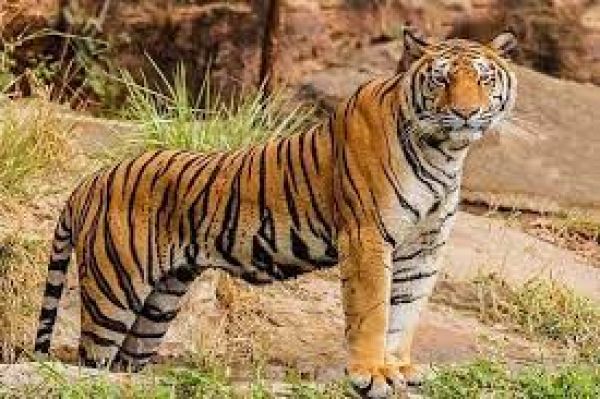  अंतरराष्ट्रीय बाघ दिवस के मौके पर पर पीएम मोदी ने वन्य जीवों से प्रेम करने वाले लोगों को दी बधाई