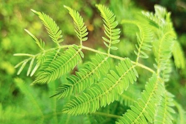 शनिवार को शमी के पत्तों से करें ये खास उपाय