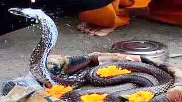 नाग पंचमी आज है, काल सर्प योग से मुक्ति के लिए करें ये काम