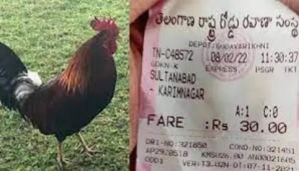 कंडक्टर ने काट  मुर्गे का टिकट  